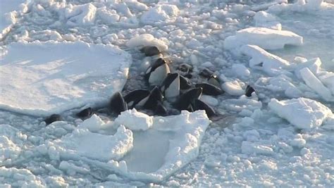 Katil balinalar sürüklenen buzda sıkışıp kaldı - Son Dakika Haberleri